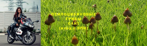 сатива Аркадак